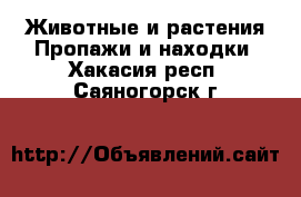 Животные и растения Пропажи и находки. Хакасия респ.,Саяногорск г.